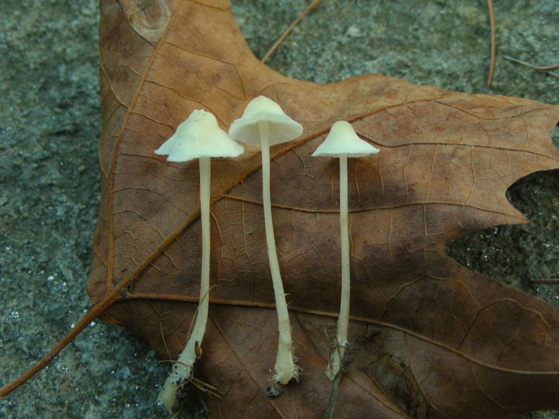 Giro nelle aiuole di medicina seconda parte